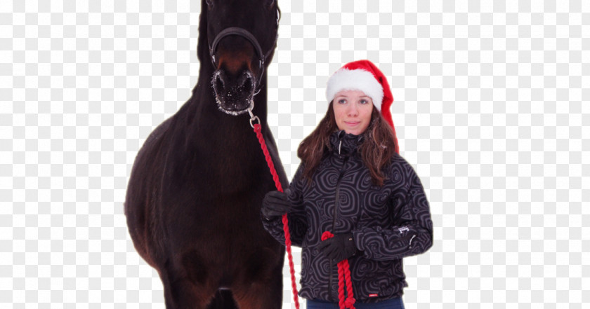 Horse Rein Halter Snout Headgear PNG