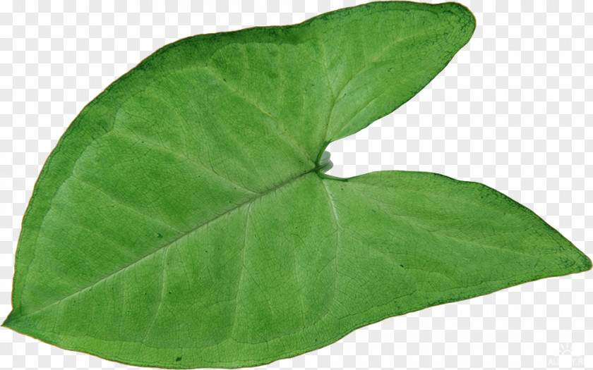 Kassiopaia Virkon Leaf Disinfectants Hong Kong PNG