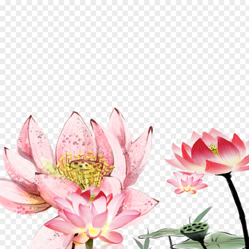 Lotus Material Nelumbo Nucifera Drawing Floral Design PNG