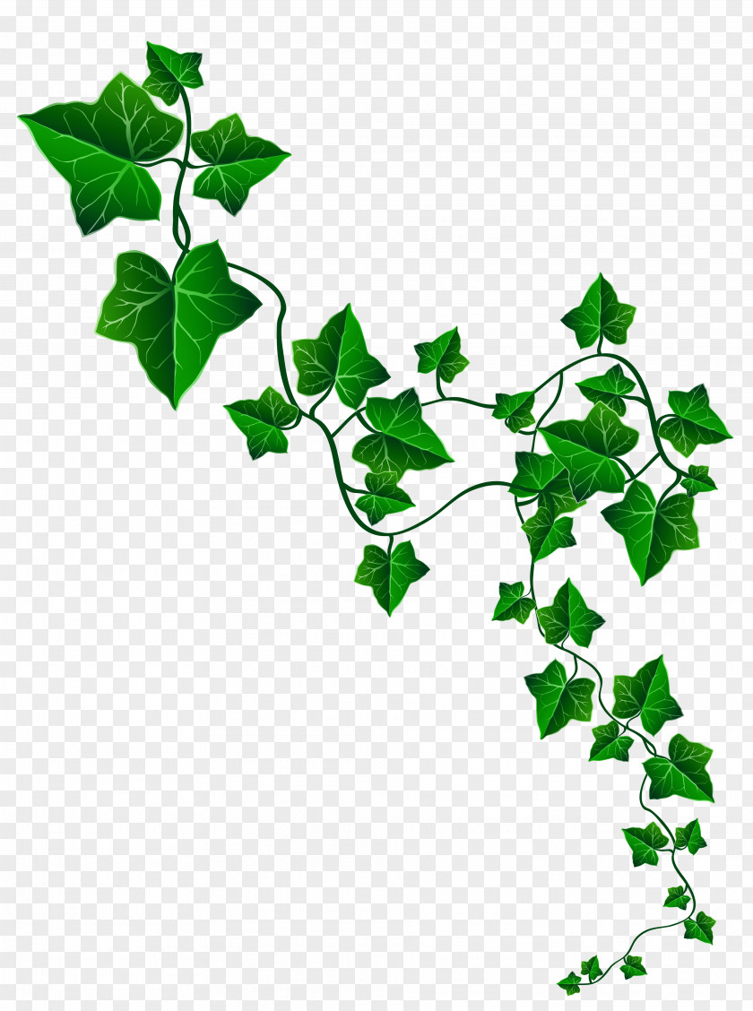 Vine Ivy Decoration Clipart Image European Union Interreg Volunteering Youth PNG