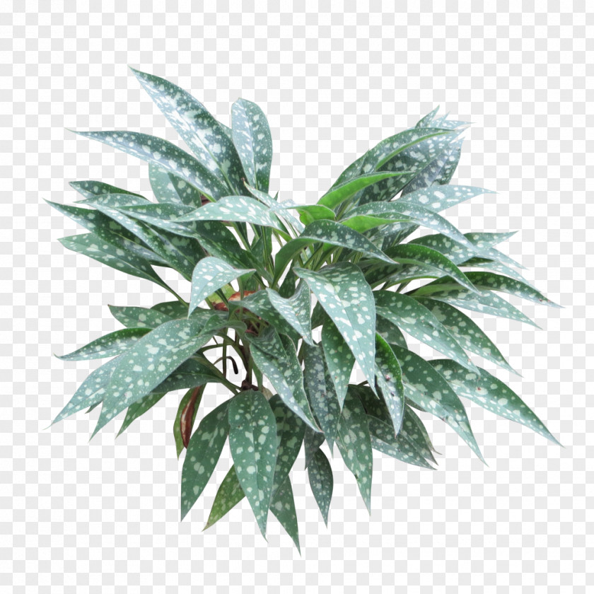 Bushes Embryophyta Shrub Tree Plantain Lilies PNG