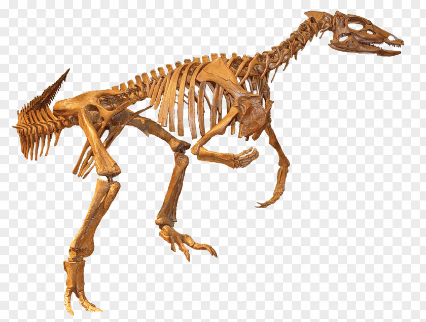 Creek Thescelosaurus Fossil Velociraptor Tyrannosaurus Dinosaur PNG