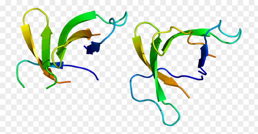 Defensin Alpha DEFA5 Beta Gene PNG