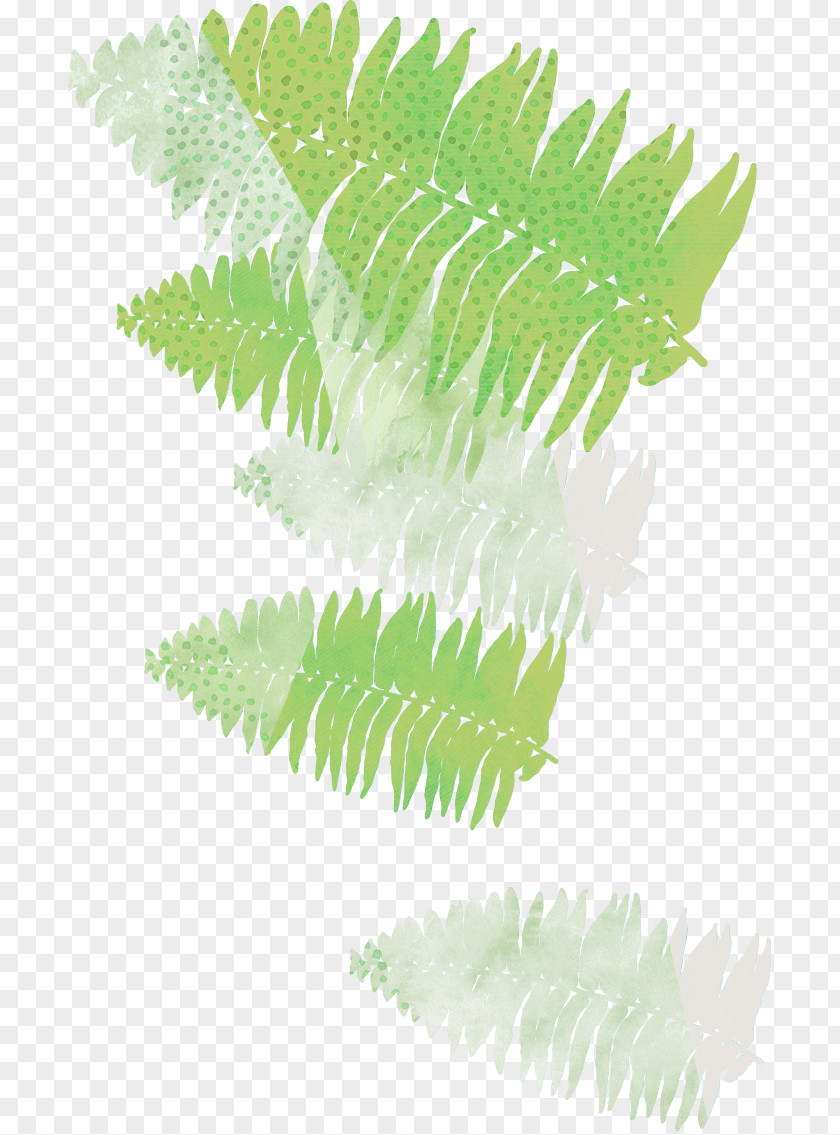 Leaf Fern Plant Stem Branching PNG