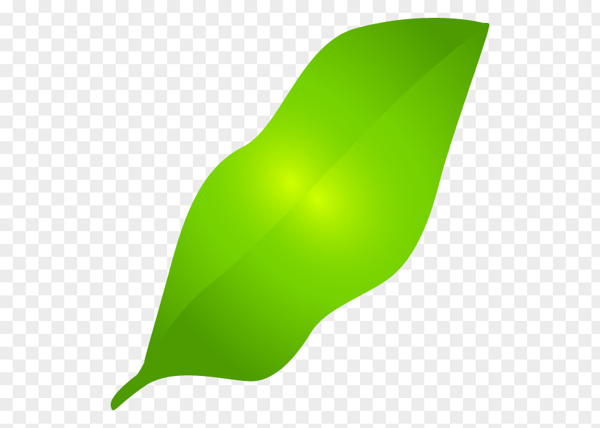 Leaf Product Design Graphics PNG