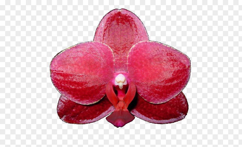 Moth Orchids Pink M PNG