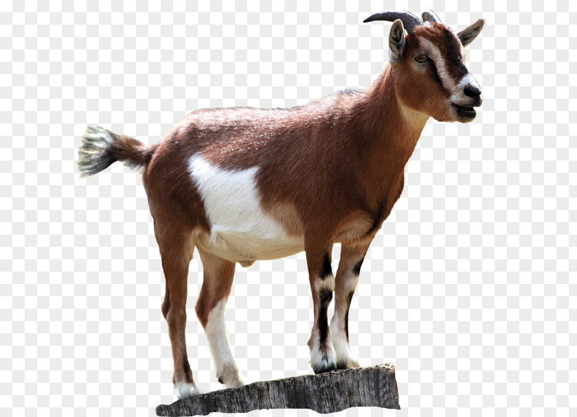 Sheep Boer Goat Black Bengal Rove PNG