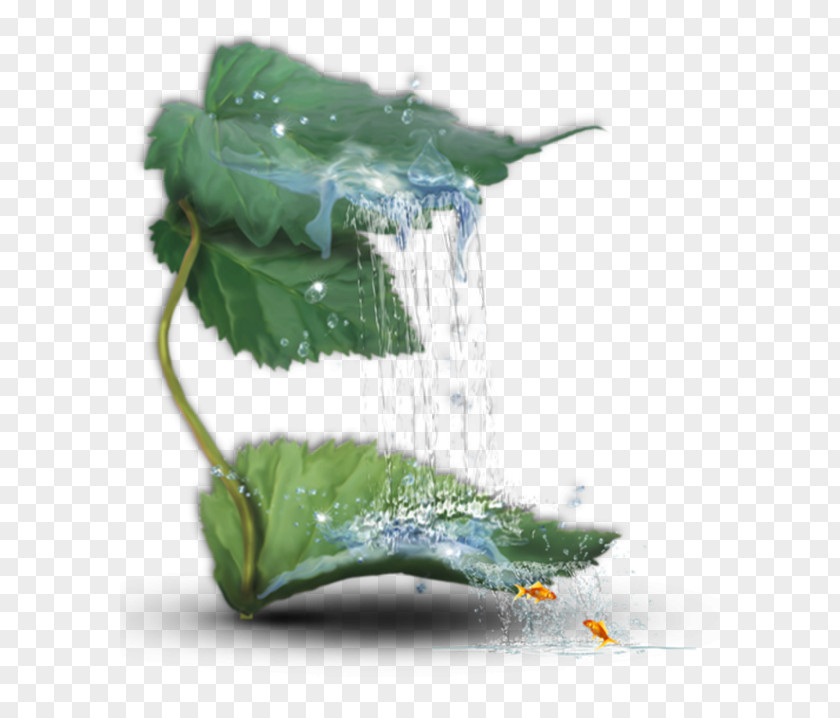 TUB Top View Leaf Clip Art PNG