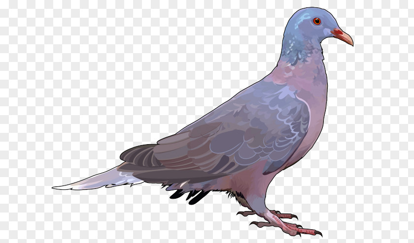 Bird Stock Dove Rock Columbidae Laurel Pigeon PNG