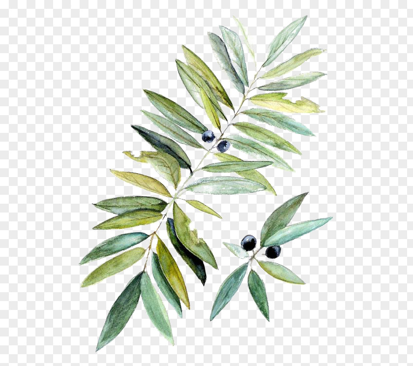 Drawing Blueberries Watercolor Painting Botanical Illustration Leaf PNG