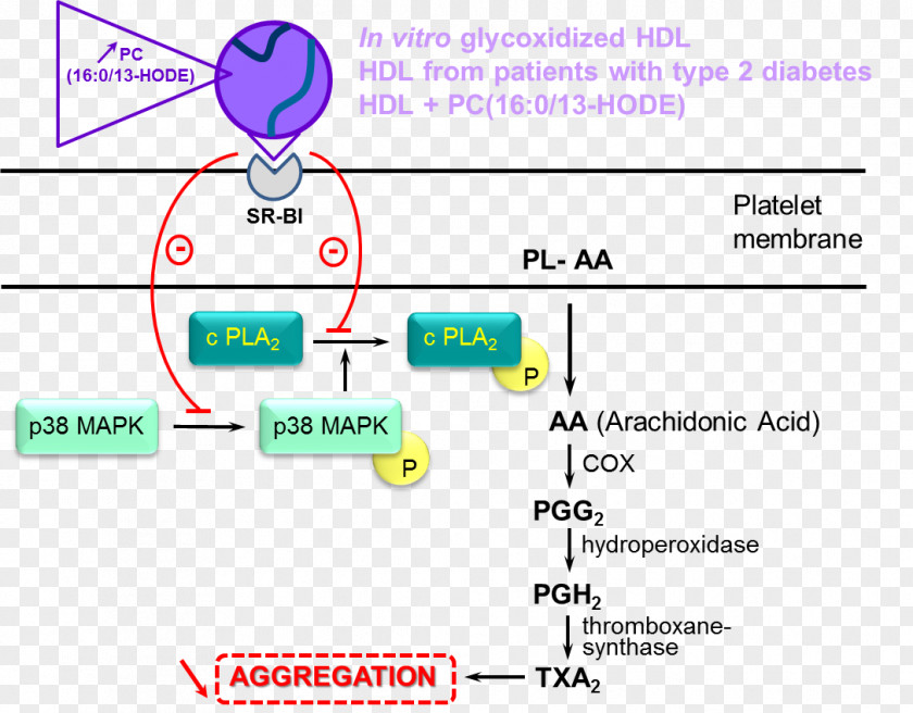 High-density Lipoprotein Arachidonic Acid Phospholipid Platelet Fatty PNG