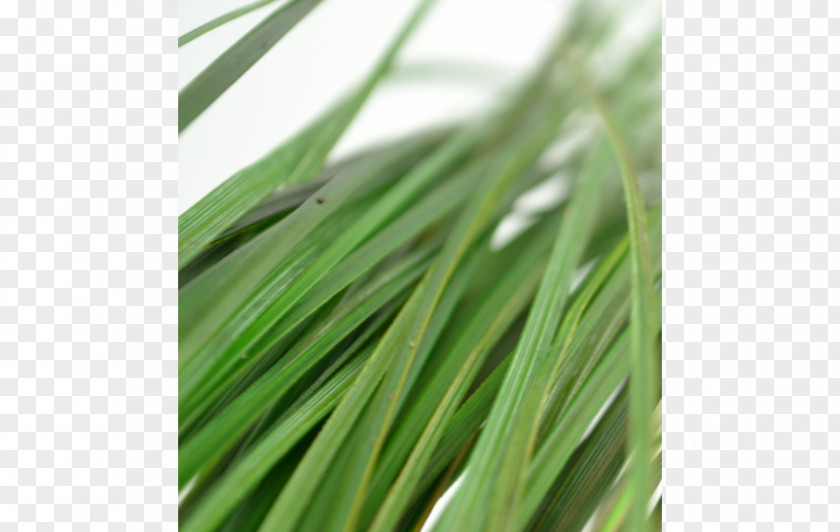 Sweet Grass Wheatgrass Commodity Grasses PNG