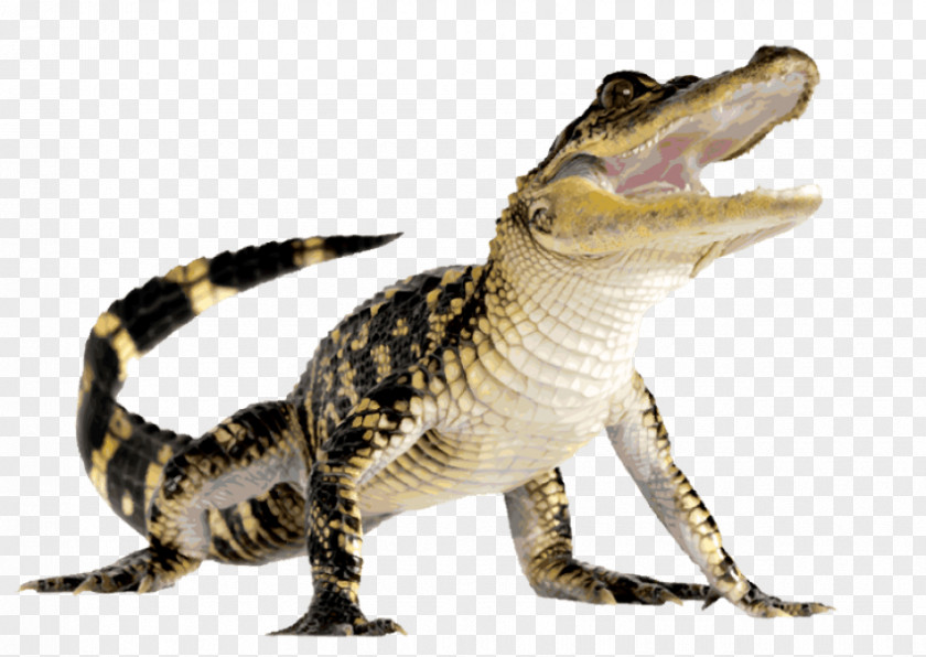 Crocodile Clip Art PNG