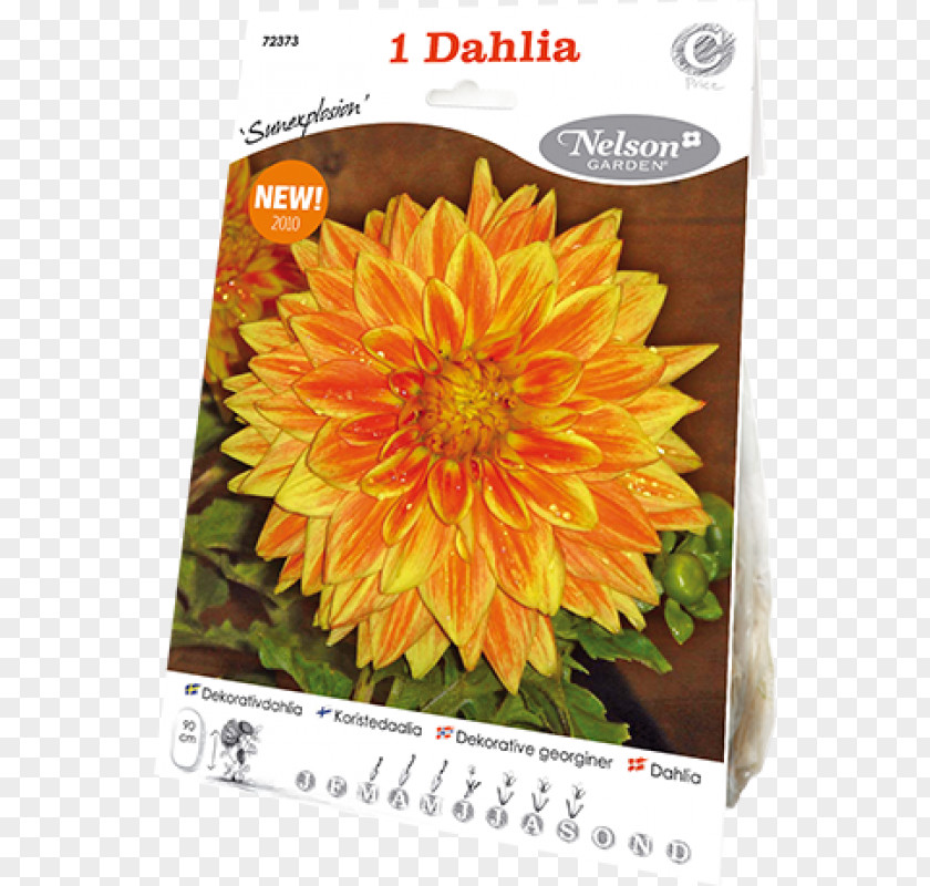 Dahlia Pinnata Common Sunflower Seed Chrysanthemum Sunflowers PNG