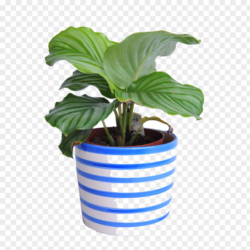 Green Plants Image Houseplant Grow Light PNG