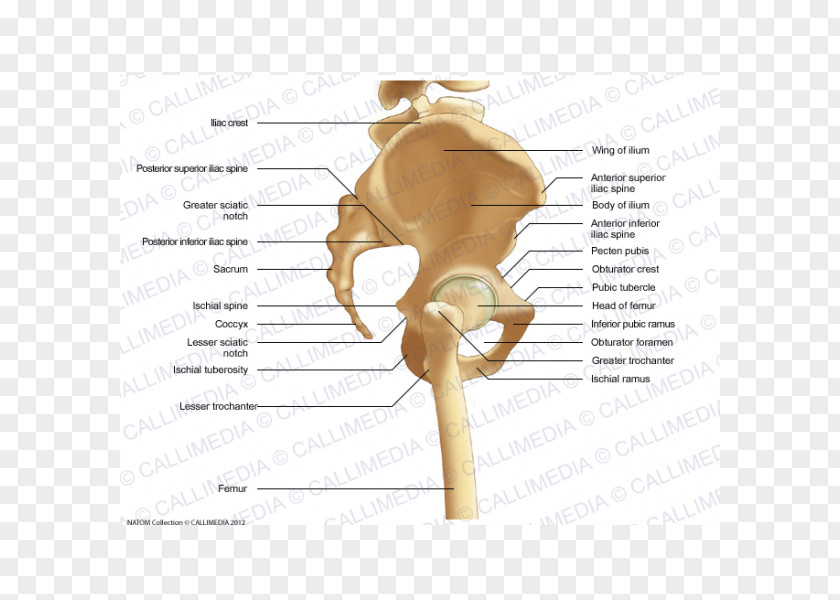 Skeleton Pelvis Human Anatomy Bone PNG