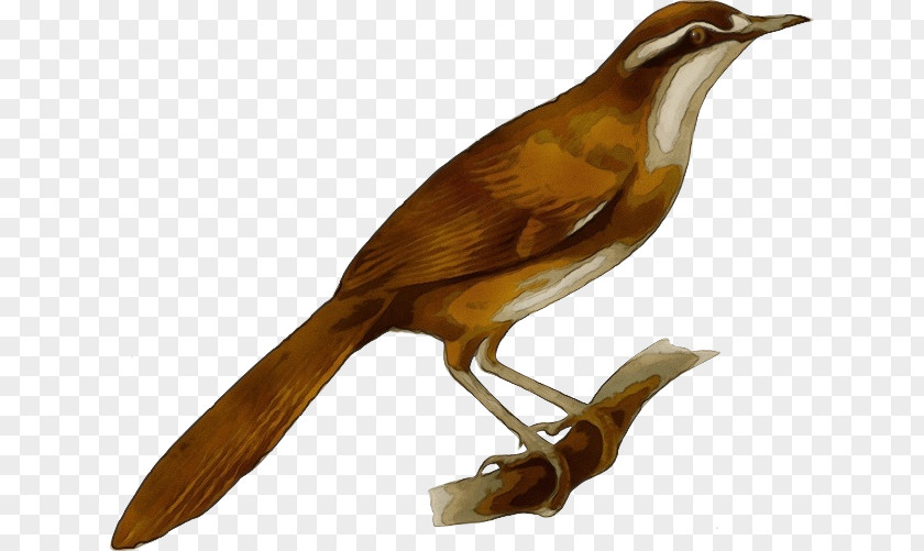 Bird Beak Carolina Wren Songbird Nightingale PNG