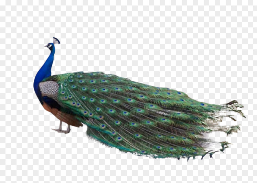 Bird Firebird Indian Peafowl Feather Animal PNG