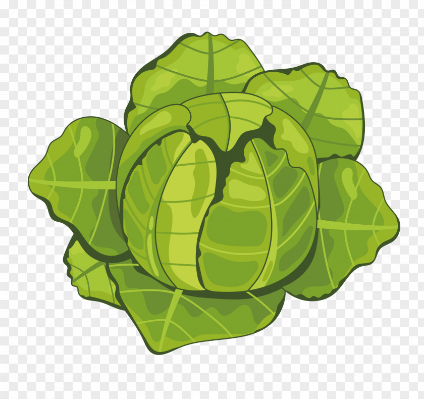 Cabbage Cartoon Vegetable PNG