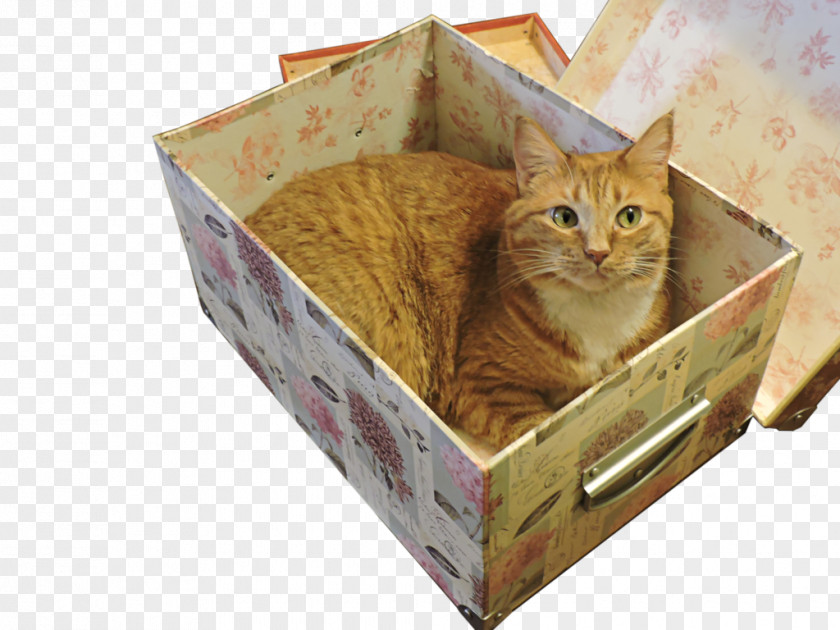 Cat In Box Whiskers Kitten Tabby PNG