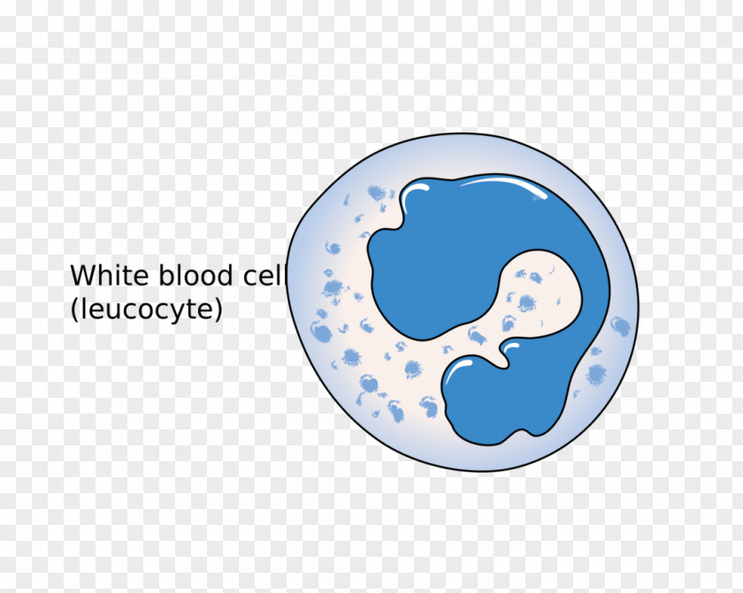 Cell White Blood Red Immune System PNG