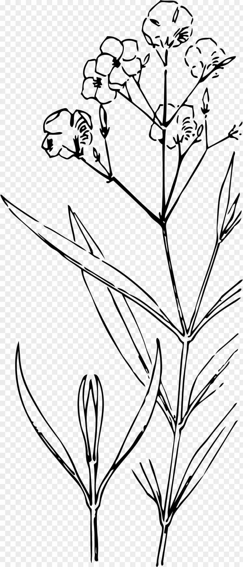 Flower Drawing Nature And Design; Oleander Clip Art PNG