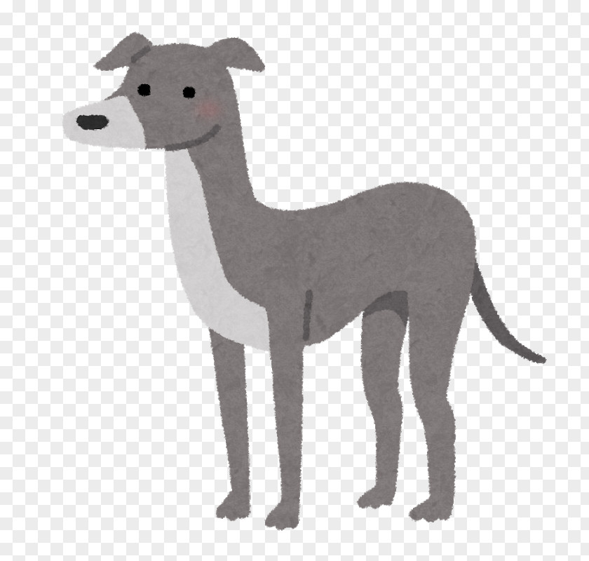 Italian Greyhound Whippet Spanish Sloughi PNG