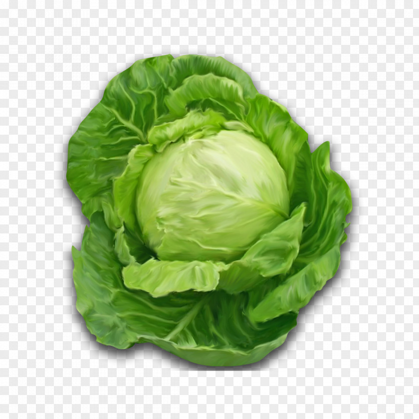 Leaf Plant Cabbage Vegetable Iceburg Lettuce PNG