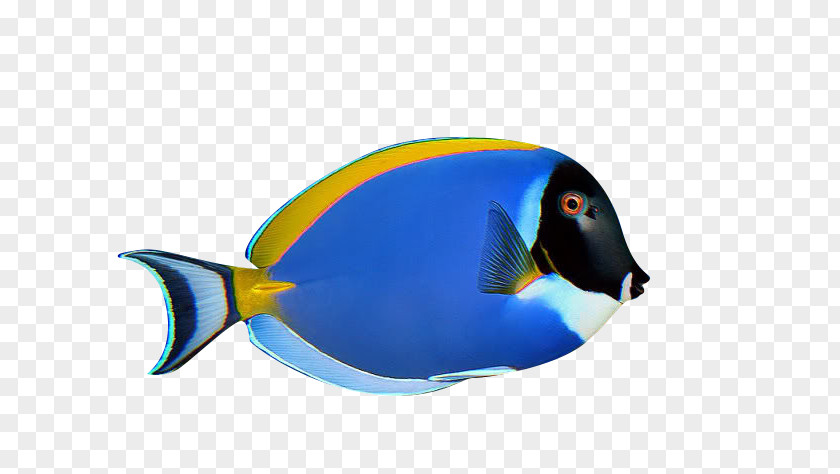 Ornamental Fish Penguin Aquarium PNG