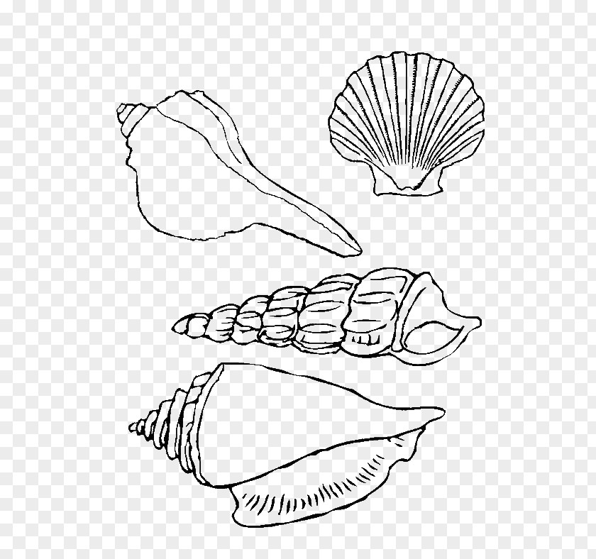 Seashell Coloring Book Zentangle Child PNG