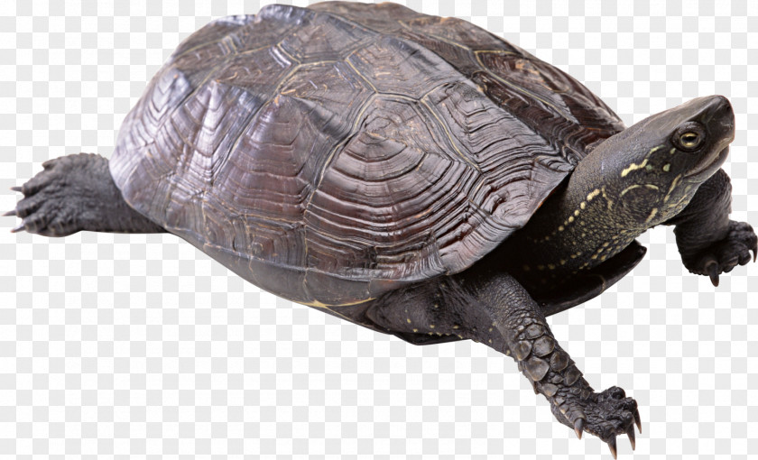 Turtle Common Snapping Clip Art Transparency PNG