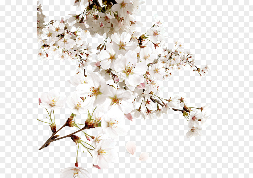 White Peach Cherry Blossom Download PNG