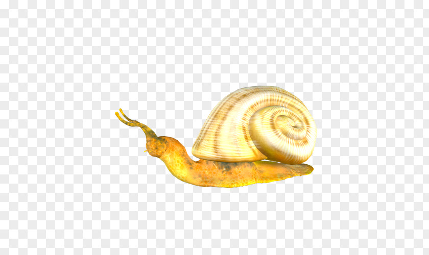 Yellow Snail Orthogastropoda PNG