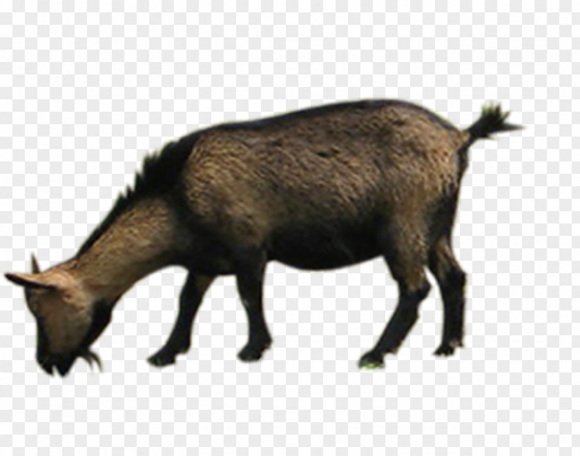 Grazing Sheep Goat Cattle PNG