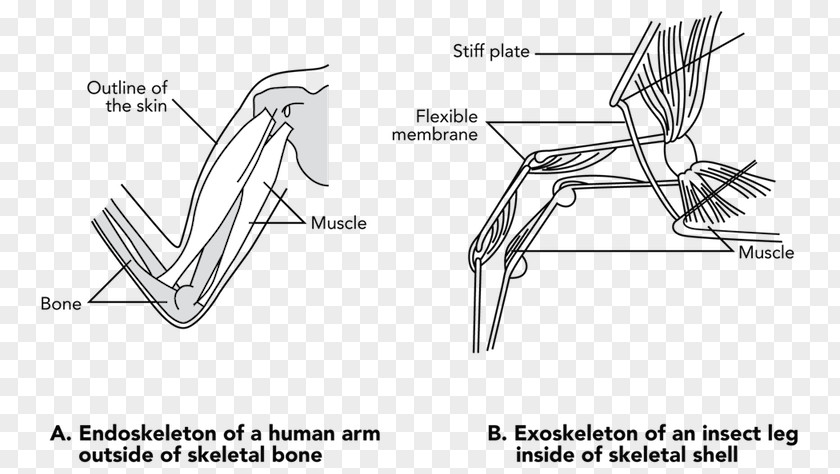 Human Arm Automotive Design Car Sketch PNG