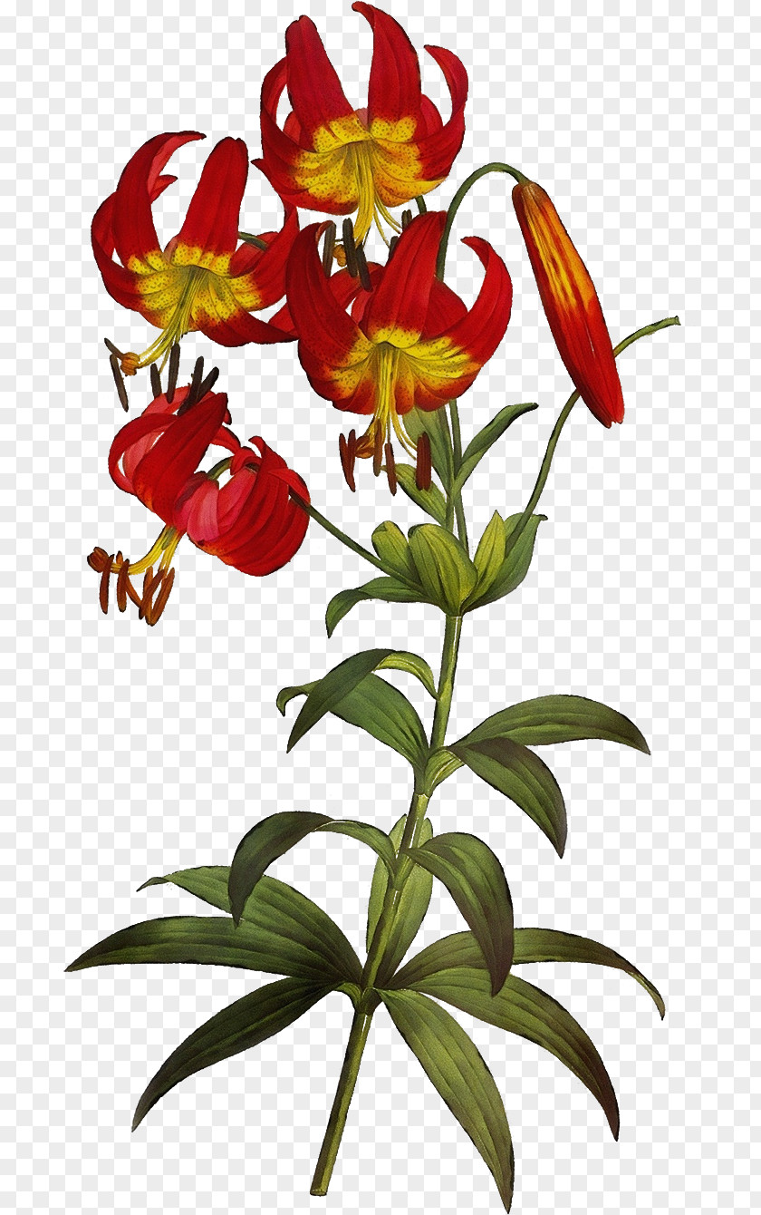 Petal Lily Family Flower Plant Yellow Canada Fire PNG
