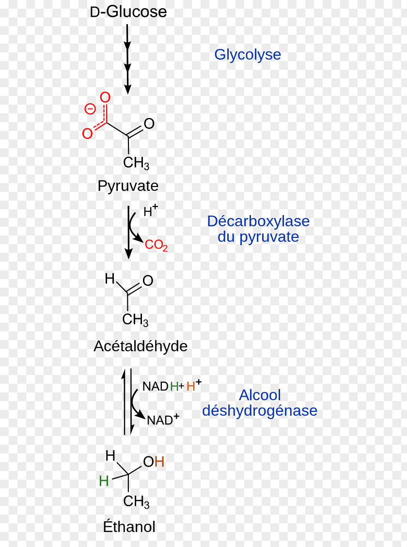Sugar Ethanol Fermentation Glycolysis Alcohol PNG