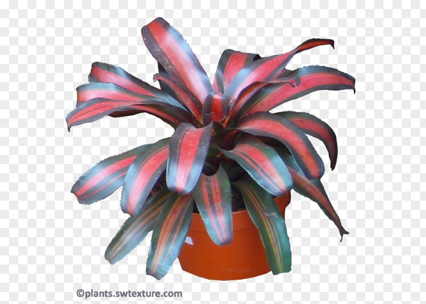 Dracaena Reflexa Bromeliads Neoregelia Johannis Margaretae Plant Flower PNG