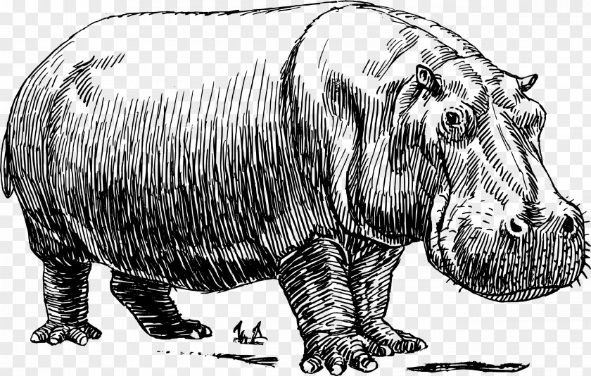 Hippo Hippopotamus Drawing Line Art PNG