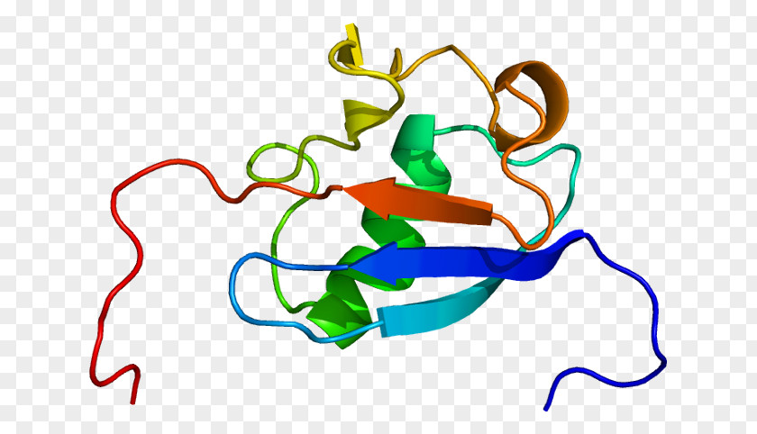 HLA-B Associated Transcript 3 Gene Cluster Protein Scythe PNG