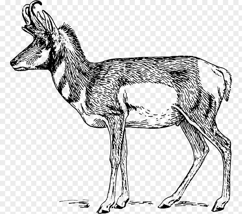 Pronghorn Antelope Impala Clip Art PNG