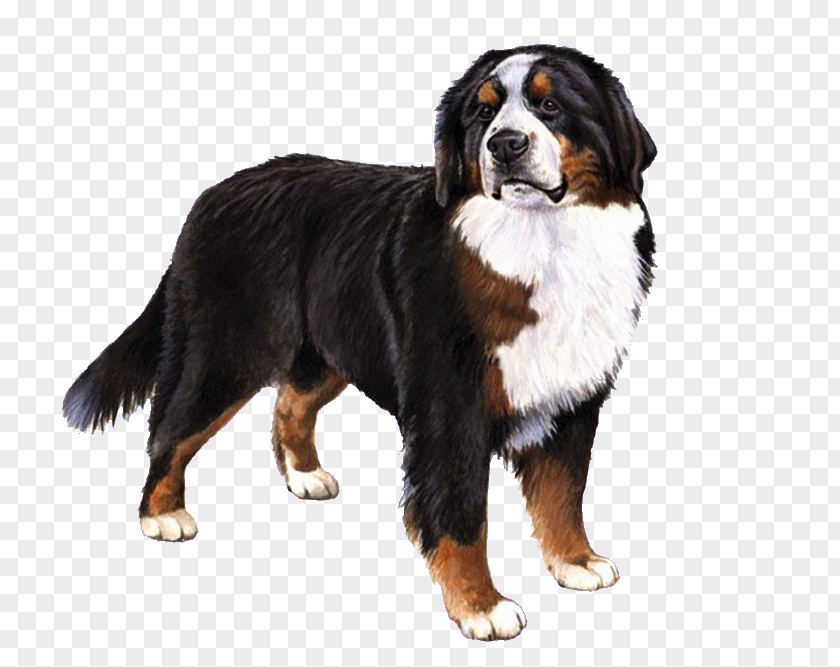 Puppy Bernese Mountain Dog Breed Halloween PNG