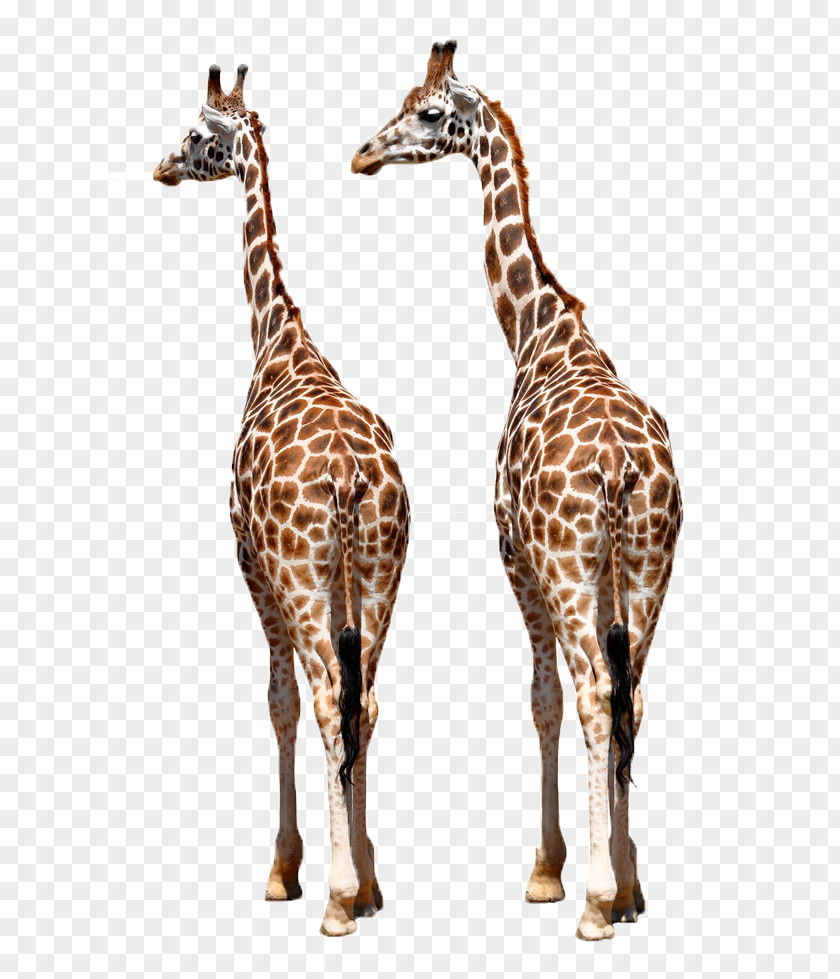 Two Giraffes Reticulated Giraffe Okapi Family African Wild Dog Northern PNG
