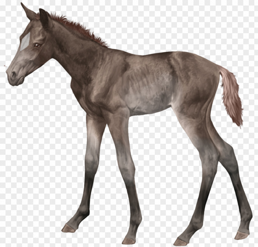 Mustang Foal Stallion Thoroughbred Colt Versailles PNG