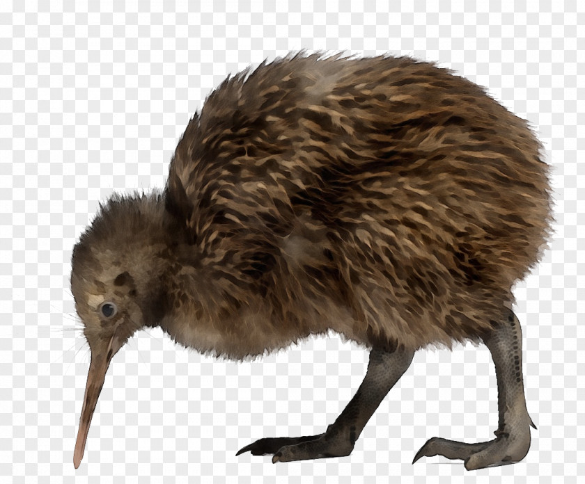 Ostrich Ratite Kiwi PNG
