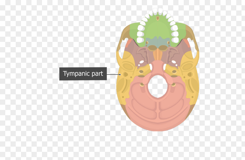 Skull Vomer Occipital Bone Temporal PNG