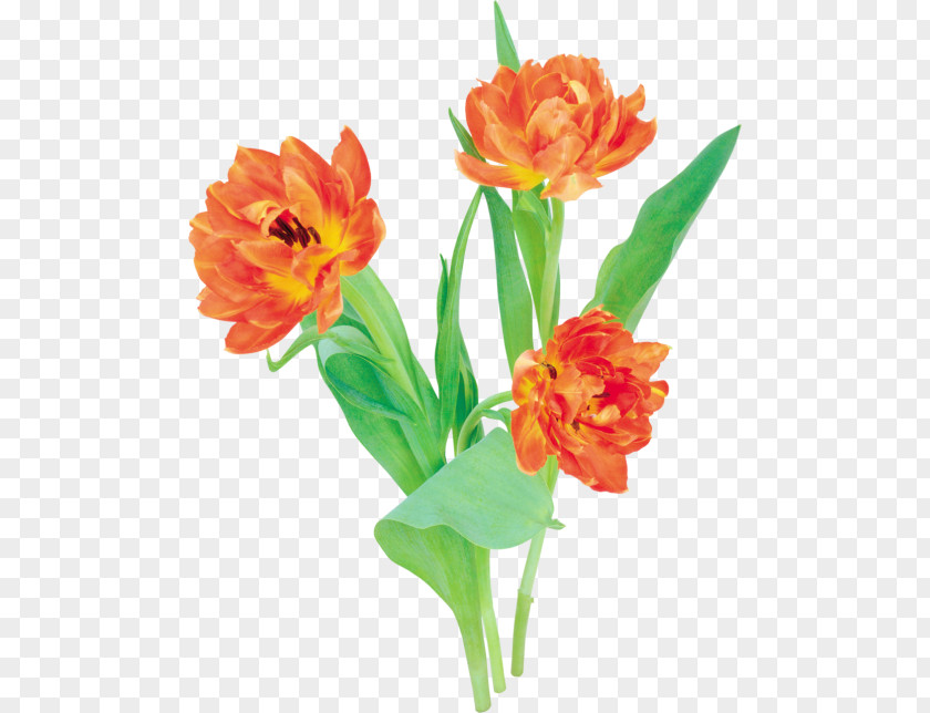 Tulip Floral Design Cut Flowers Clip Art PNG