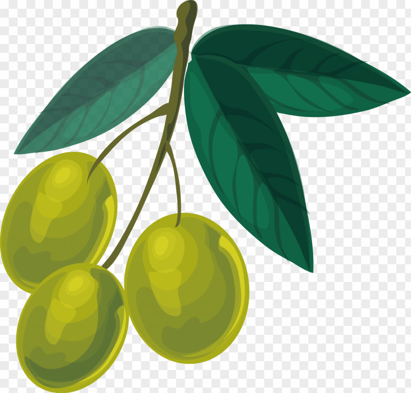 Vector Olive Oil PNG