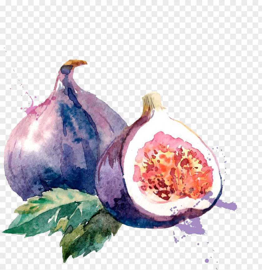 Watercolor Without Melon And Leaves Common Fig Painting Drawing Illustration PNG