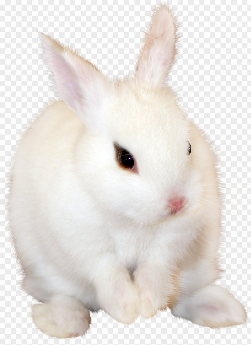 White Bunny Clipart Image Domestic Rabbit Wikia PNG